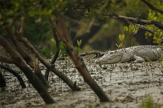 Sundarban Tour Natural Image