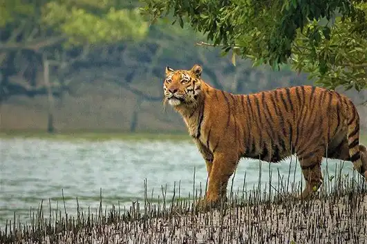 Sundarban Tour Natural Image 3