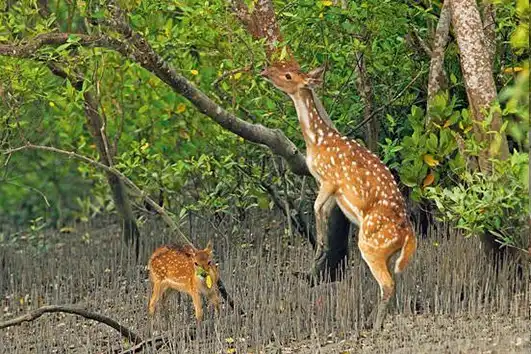 Sundarban Tour Natural Image 2