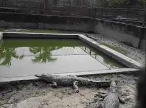Bhagabatpur Crocodile Sanctuary Sundarban