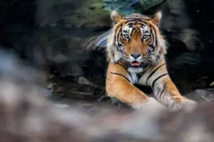 Experience the Untamed Beauty: Sundarban Packages for Wildlife Enthusiasts!