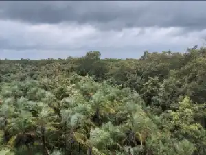 Sundarban Karamjol Image