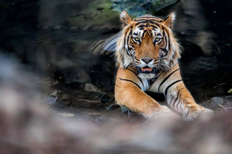 Amazing bengal tiger-sundarban tour